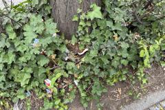 Rundgang durch den Hemshof mit WBL am 24. Juli 2025