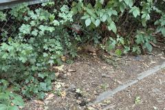 Rundgang durch den Hemshof mit WBL am 24. Juli 2025