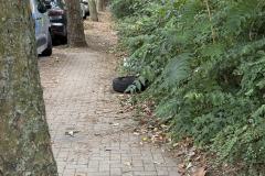 Rundgang durch den Hemshof mit WBL am 24. Juli 2025