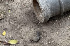 Rundgang durch den Hemshof mit WBL am 24. Juli 2025