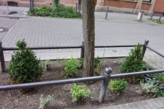 Baumscheibe Hartmannstraße (2)